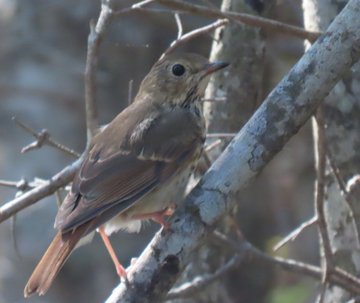Hermit Thrush - ML642721350
