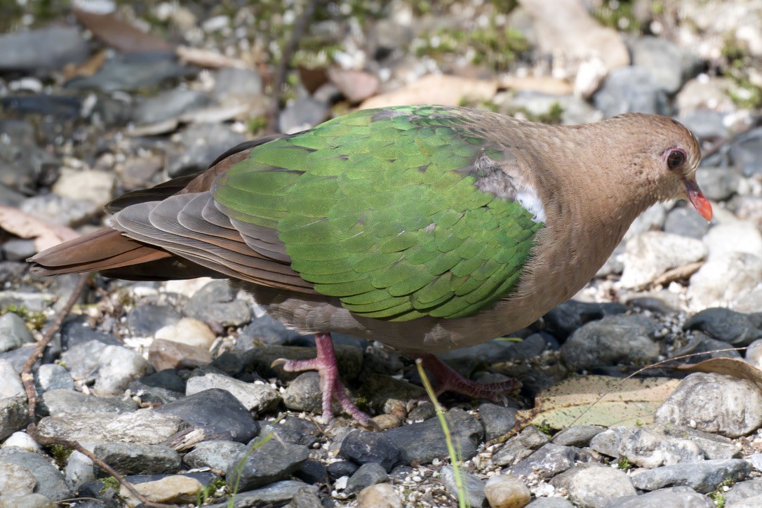 Pacific Emerald Dove - ML642721351