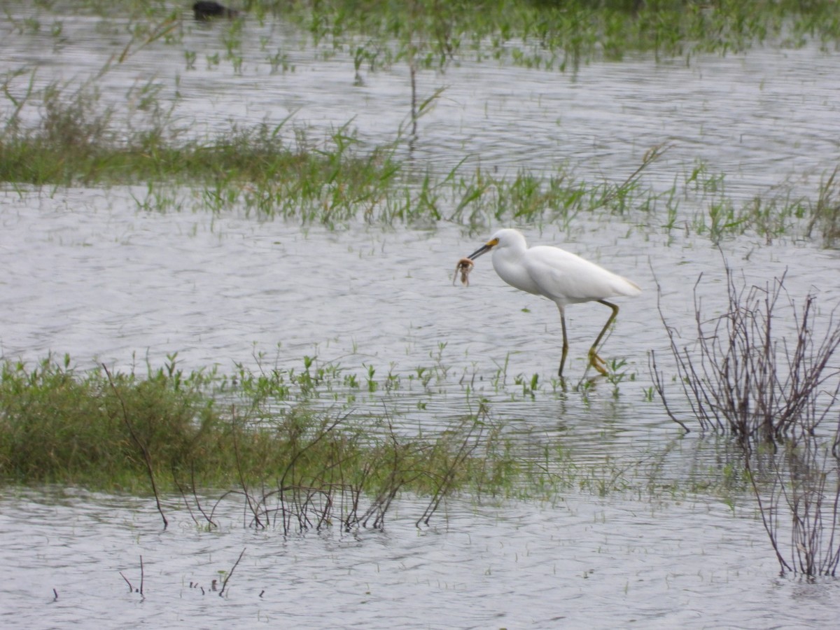 Snowy Egret - ML642721352
