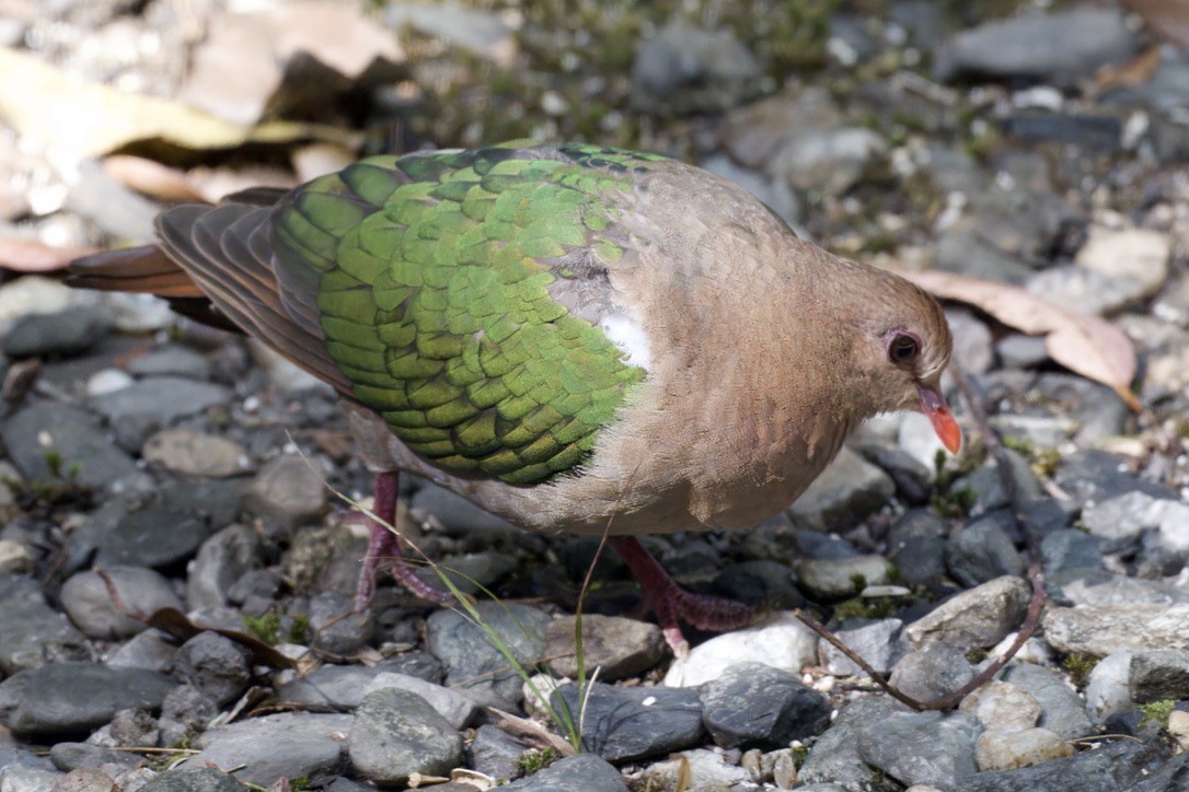 Pacific Emerald Dove - ML642721358