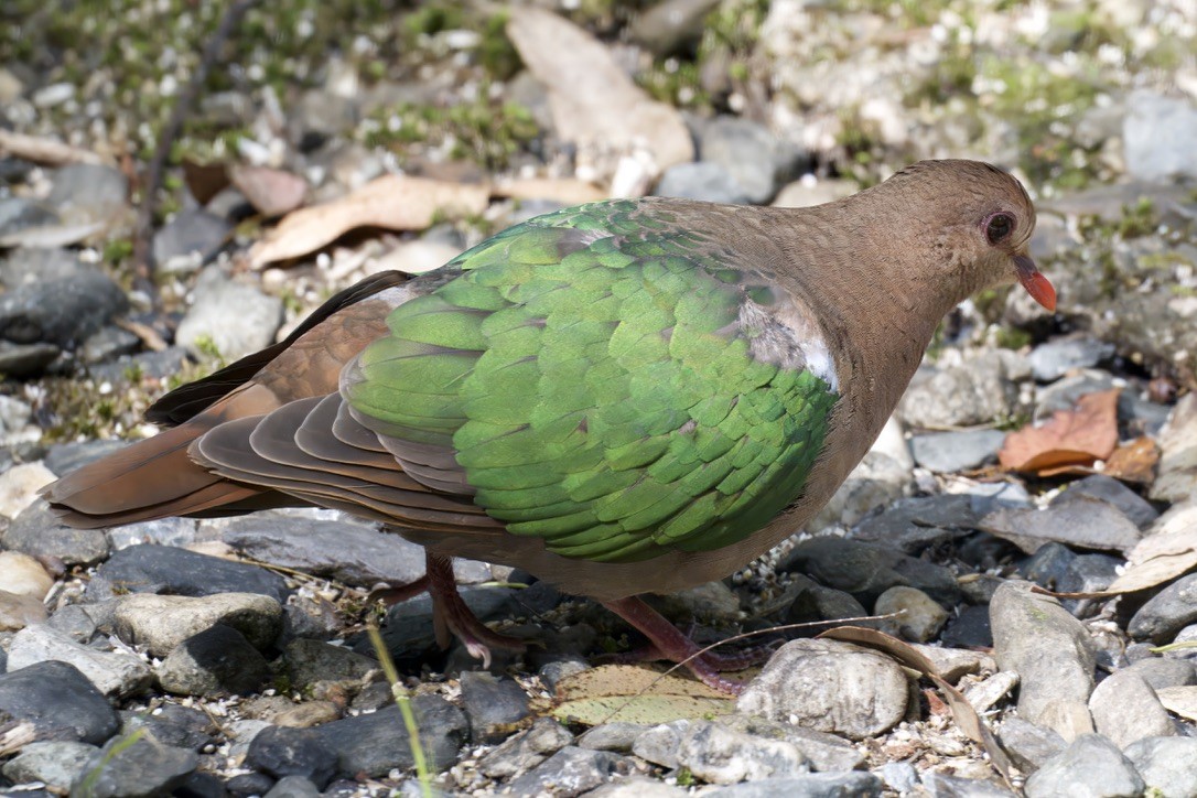 Pacific Emerald Dove - ML642721369