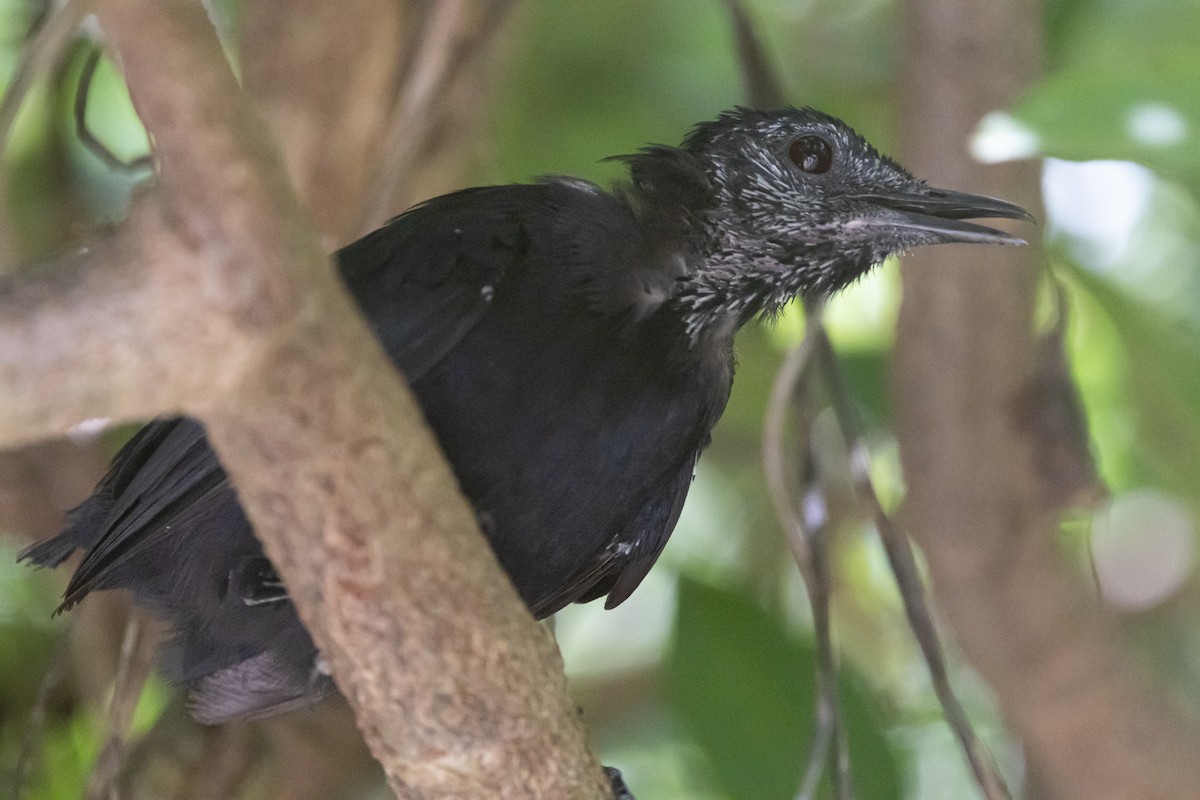 Black Catbird - ML642721370