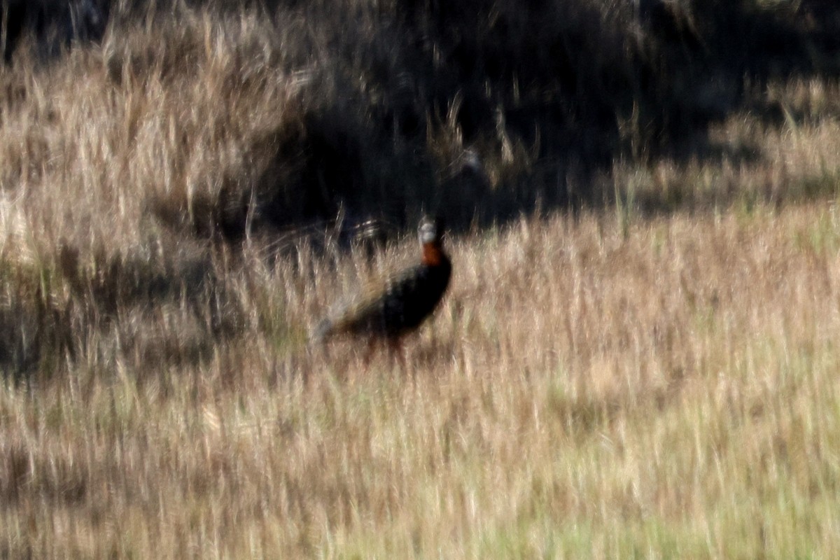 Black Francolin - ML642721378