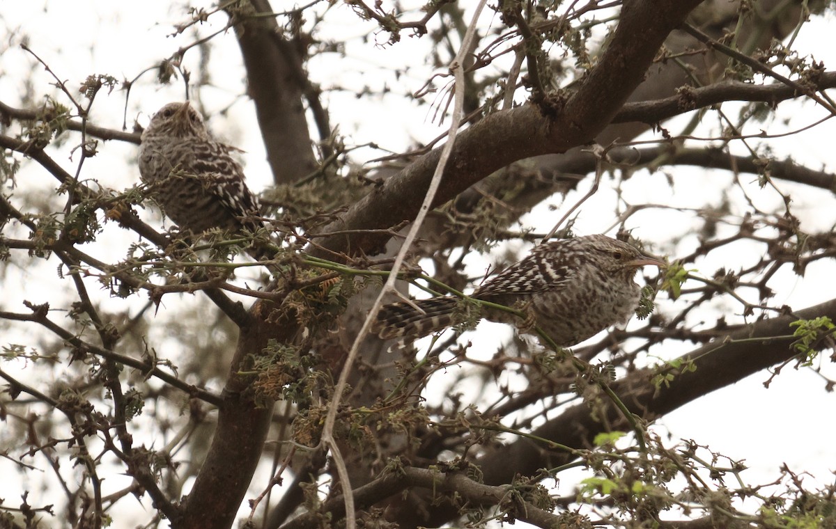 Fasciated Wren - ML642721400