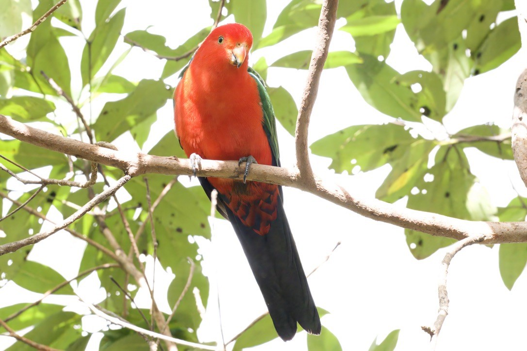 Australian King-Parrot - ML642721415