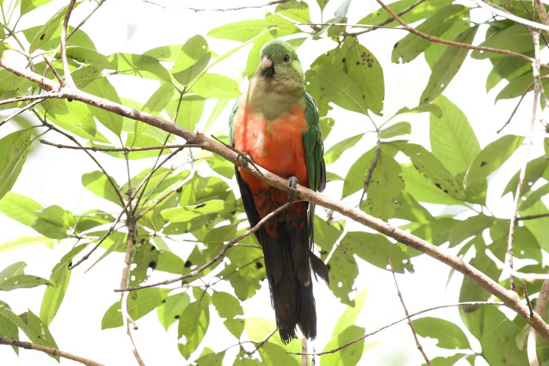 Australian King-Parrot - ML642721418