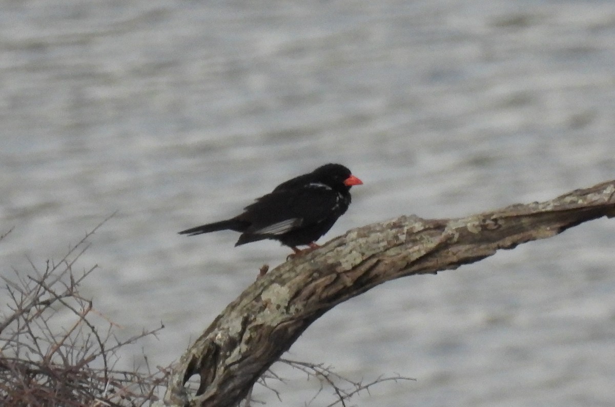 Red-billed Buffalo-Weaver - ML642721419