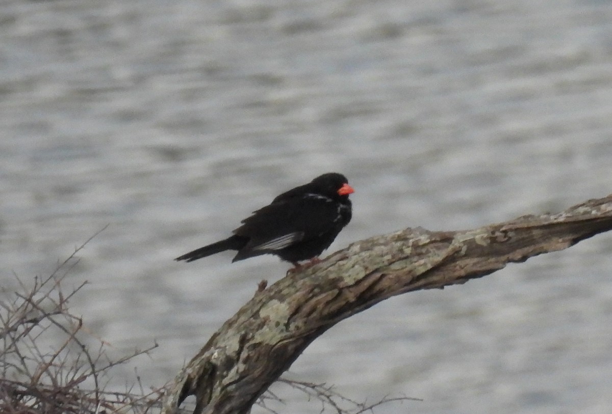 Red-billed Buffalo-Weaver - ML642721420