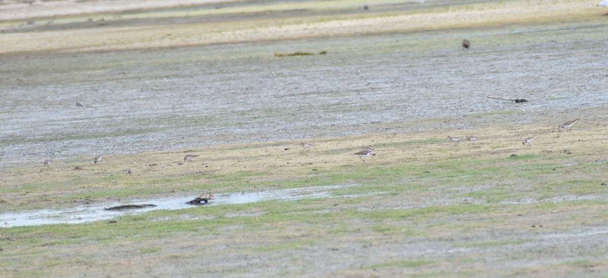 Baird's Sandpiper - ML642721423