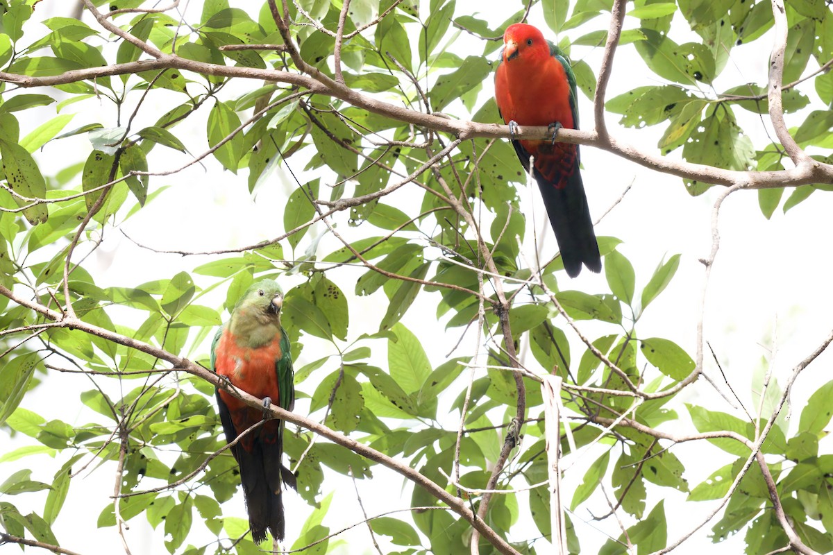 Australian King-Parrot - ML642721426