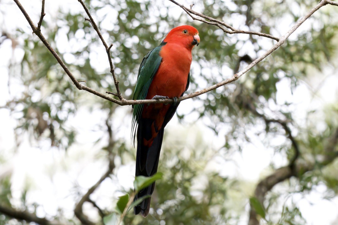 Australian King-Parrot - ML642721429