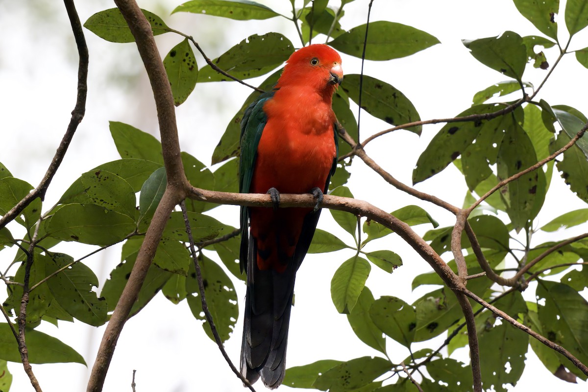 Australian King-Parrot - ML642721435