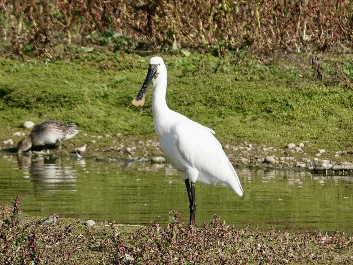 Eurasian Spoonbill - ML642721440