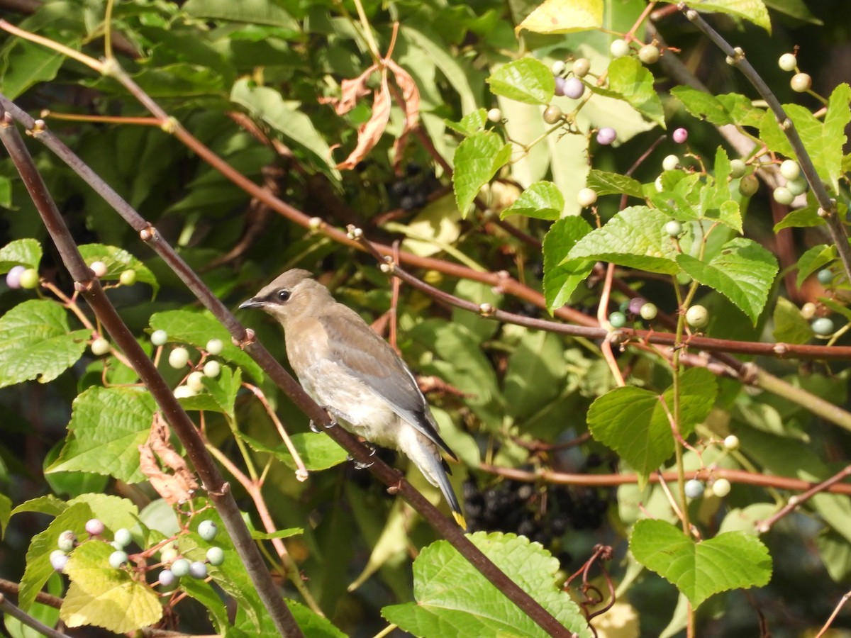 Cedar Waxwing - ML642721446