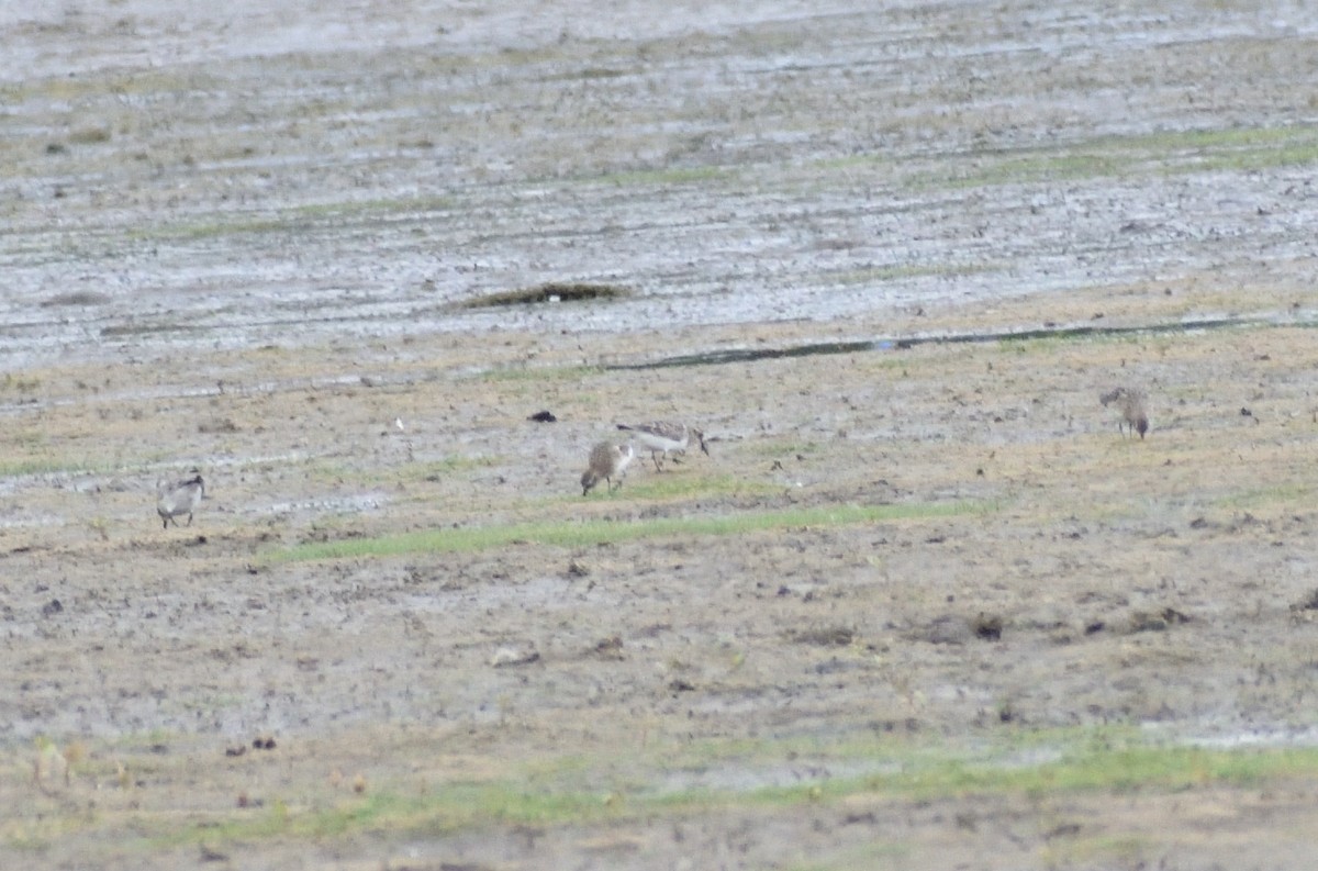 Baird's Sandpiper - ML642721463