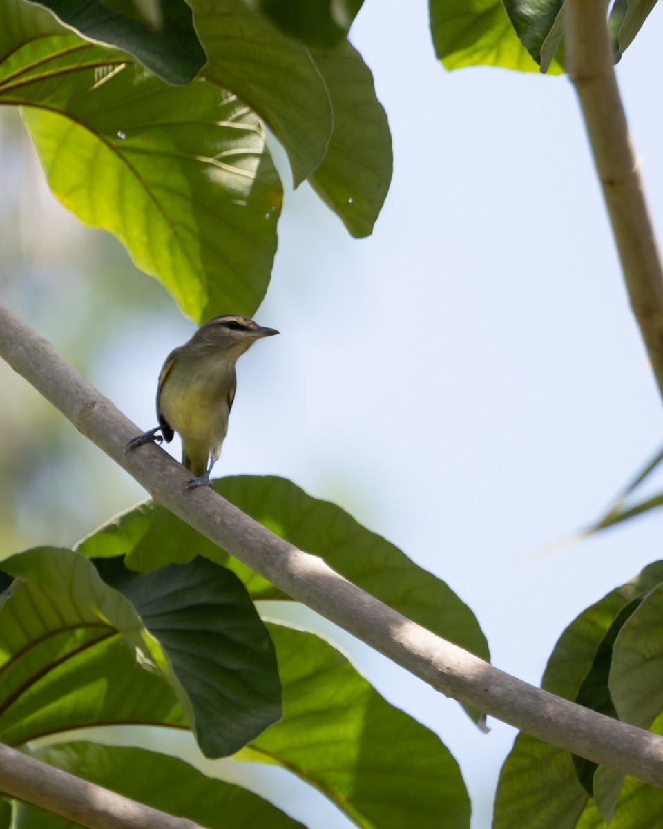 Yucatan Vireo - ML642721471
