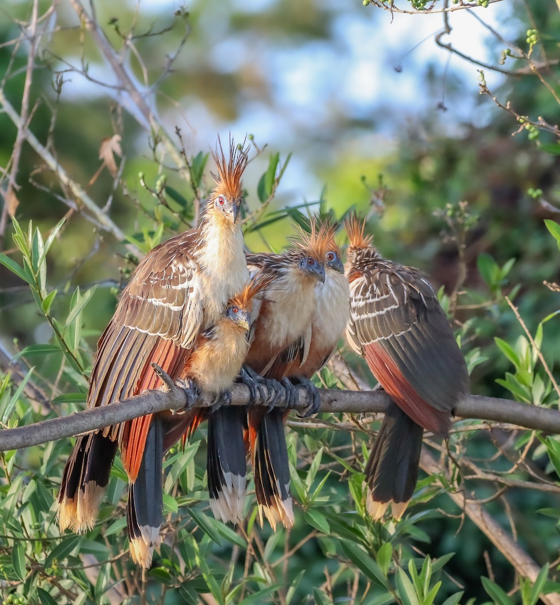 Hoatzin - ML642721472