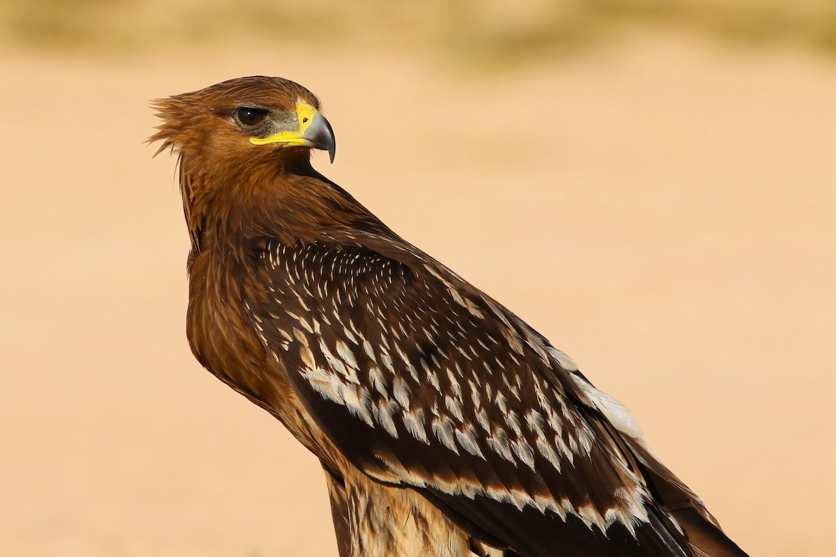 Águila Moteada - ML642721473