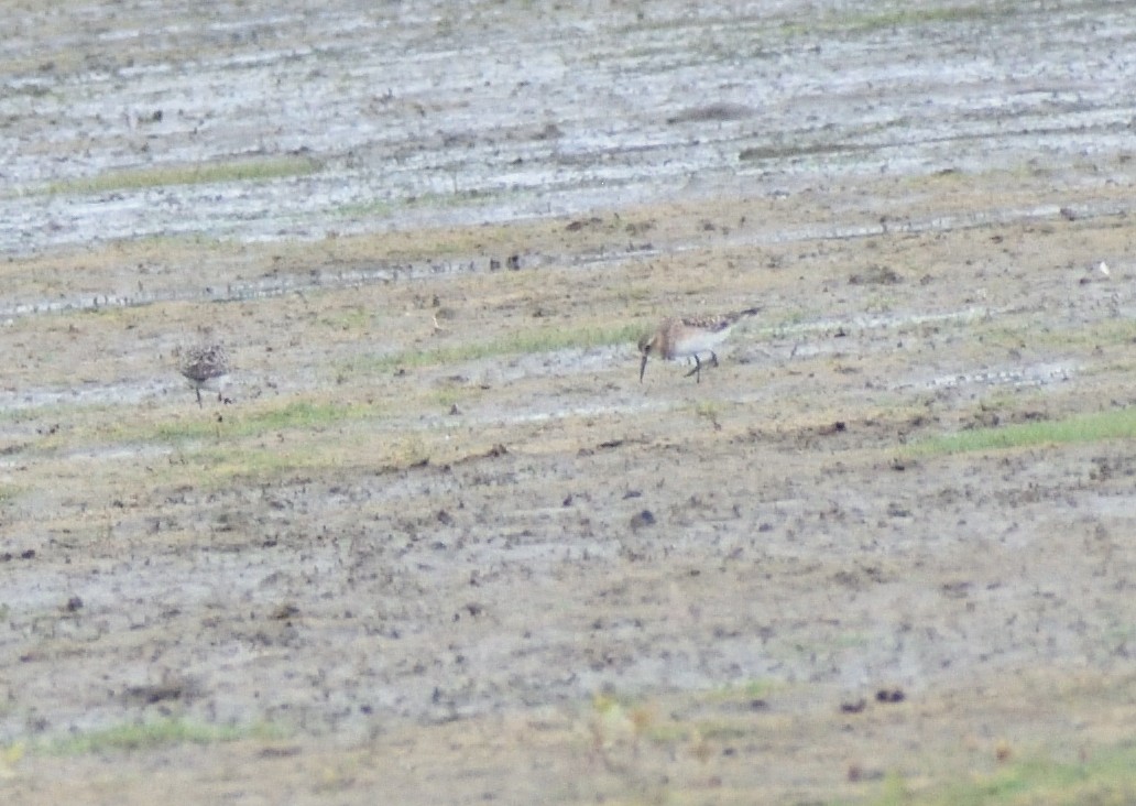 Baird's Sandpiper - ML642721474