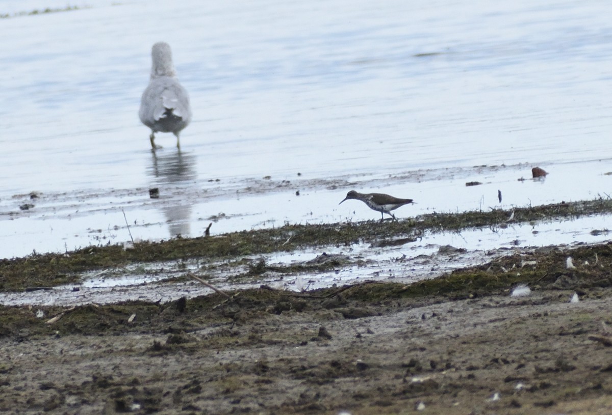 Spotted Sandpiper - ML642721487