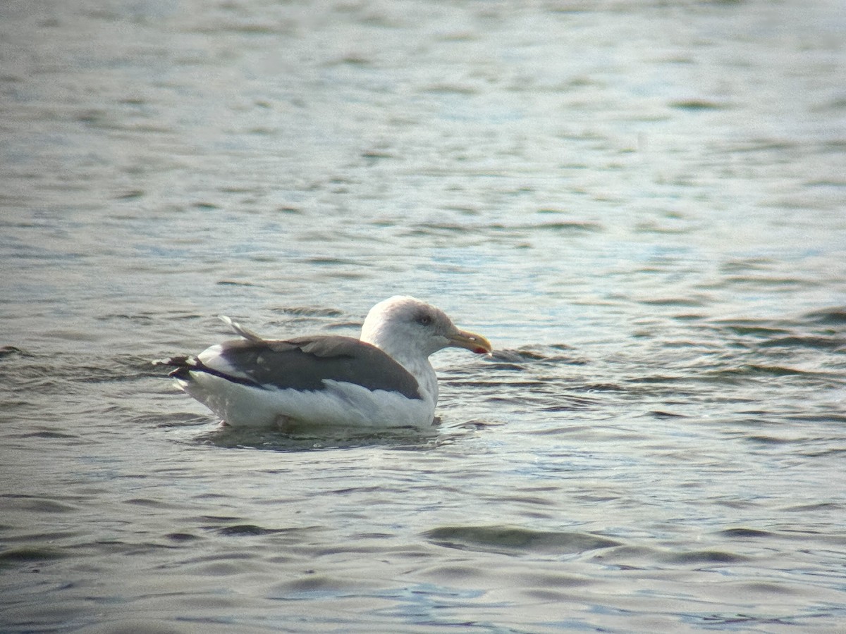 Slaty-backed Gull - ML642721490