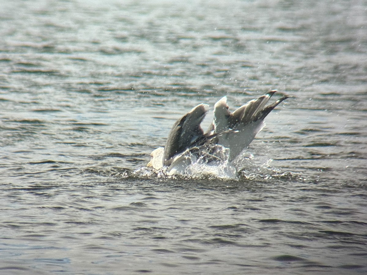 Slaty-backed Gull - ML642721491