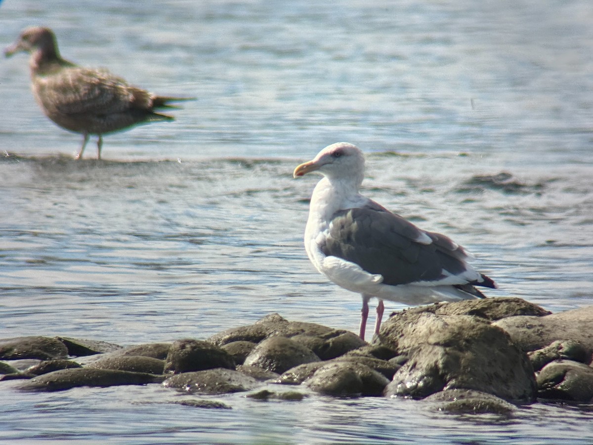 Slaty-backed Gull - ML642721492