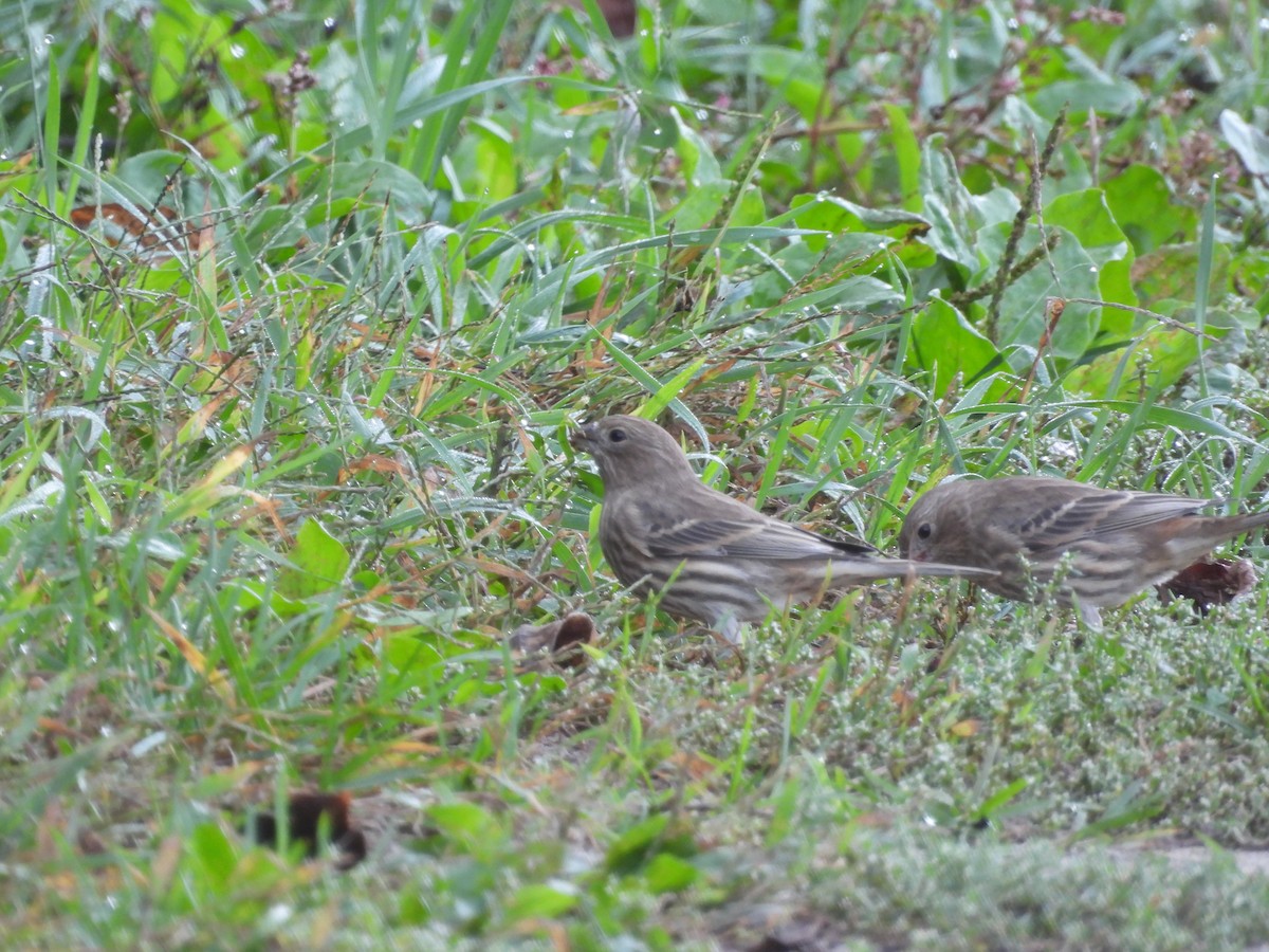 House Finch - ML642721494