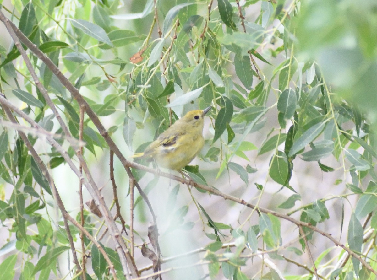 Yellow Warbler - ML642721501