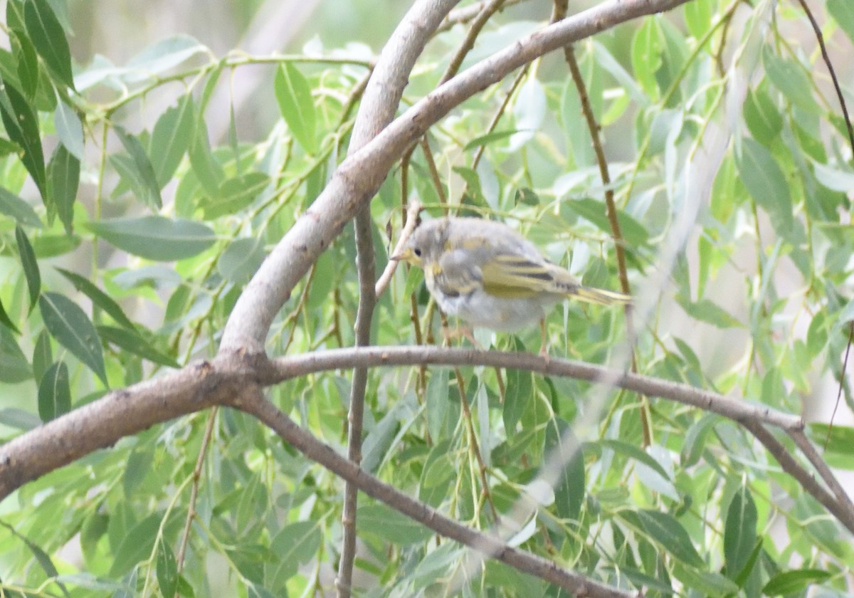Yellow Warbler - ML642721515