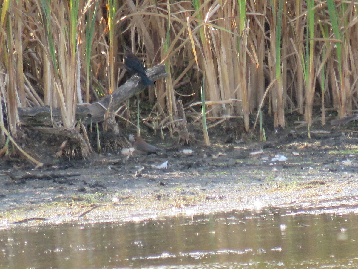 Rusty Blackbird - ML642721519