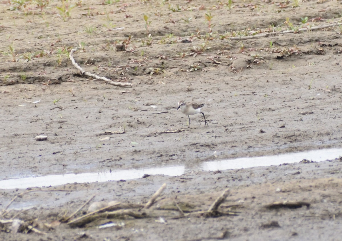 Semipalmated Sandpiper - ML642721525