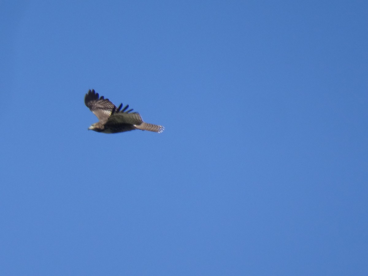 Red-tailed Hawk - ML642721532