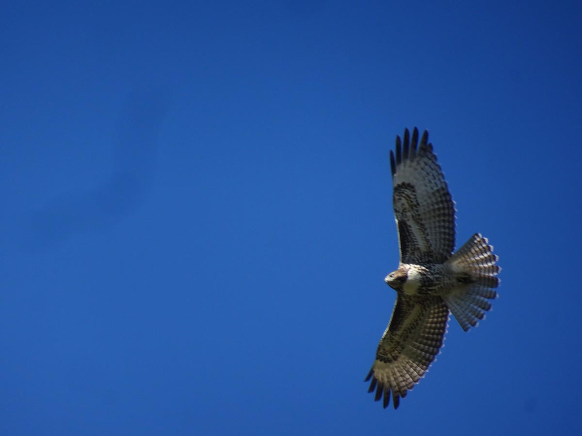 Red-tailed Hawk - ML642721535