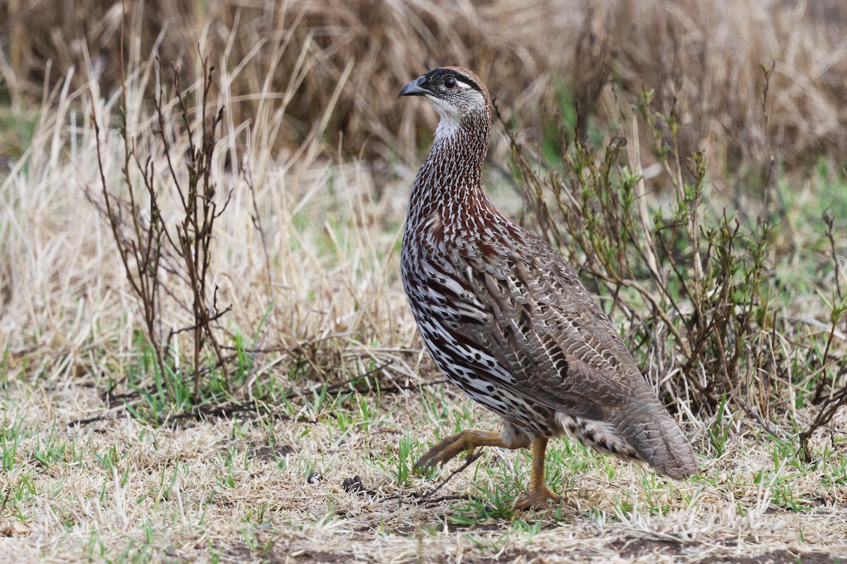 Francolin d'Erckel - ML642721563