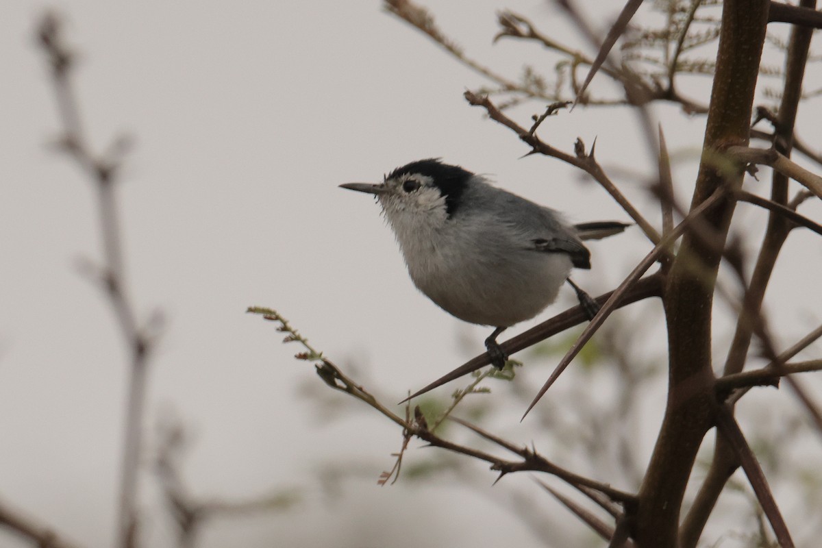 White-browed Gnatcatcher - Lázaro Garzón