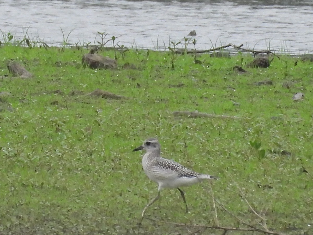 Black-bellied Plover - ML642721584