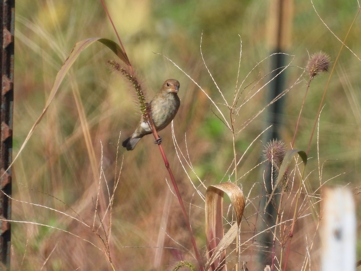 Indigo Bunting - ML642721614