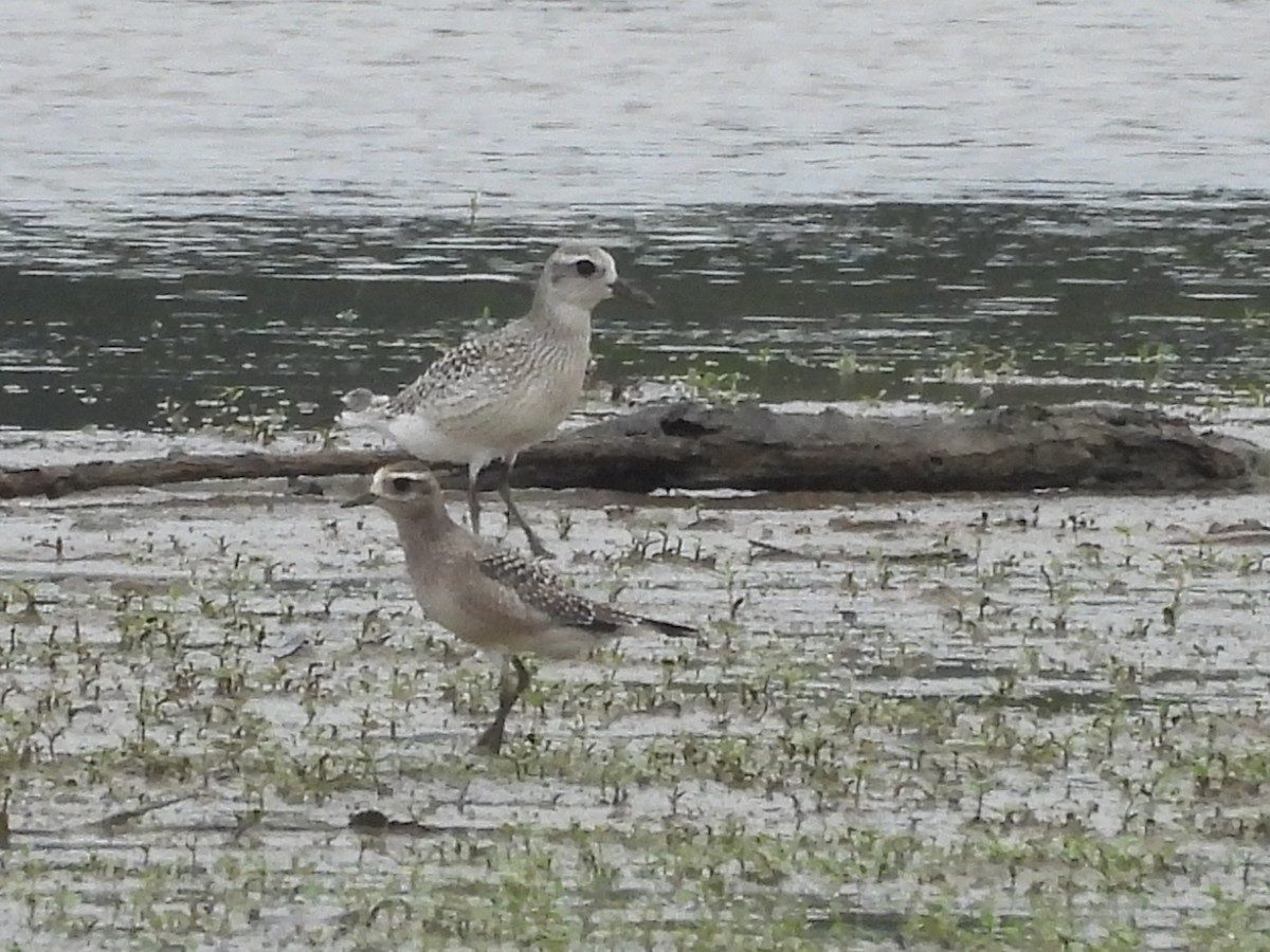 Black-bellied Plover - ML642721615