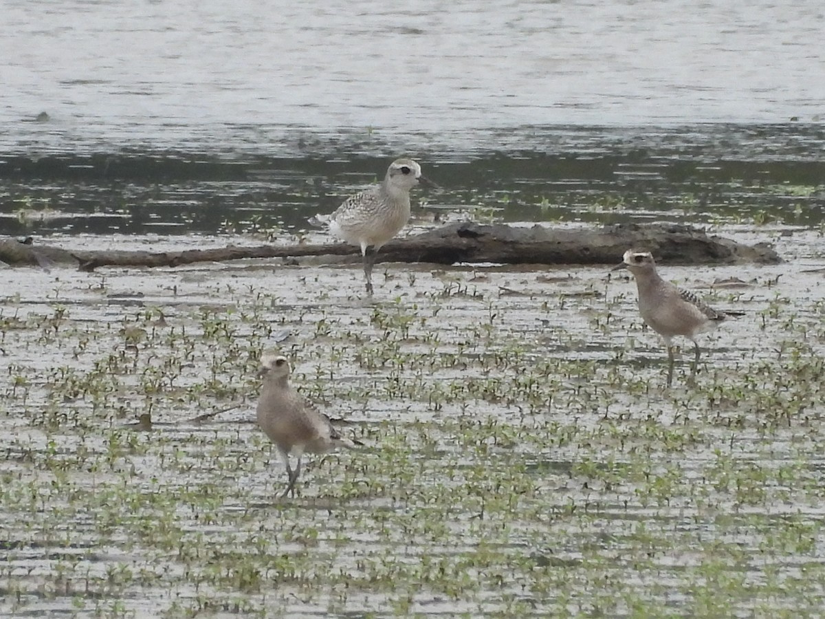 Black-bellied Plover - ML642721616