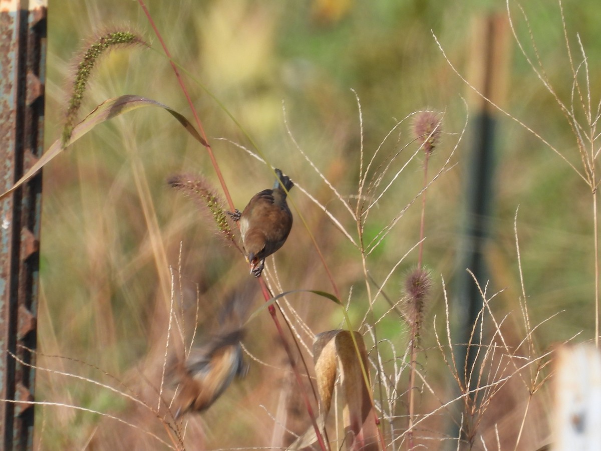 Indigo Bunting - ML642721618
