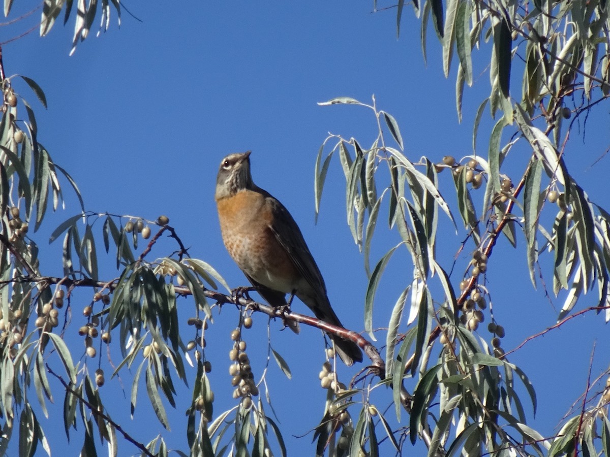 American Robin - ML642721622