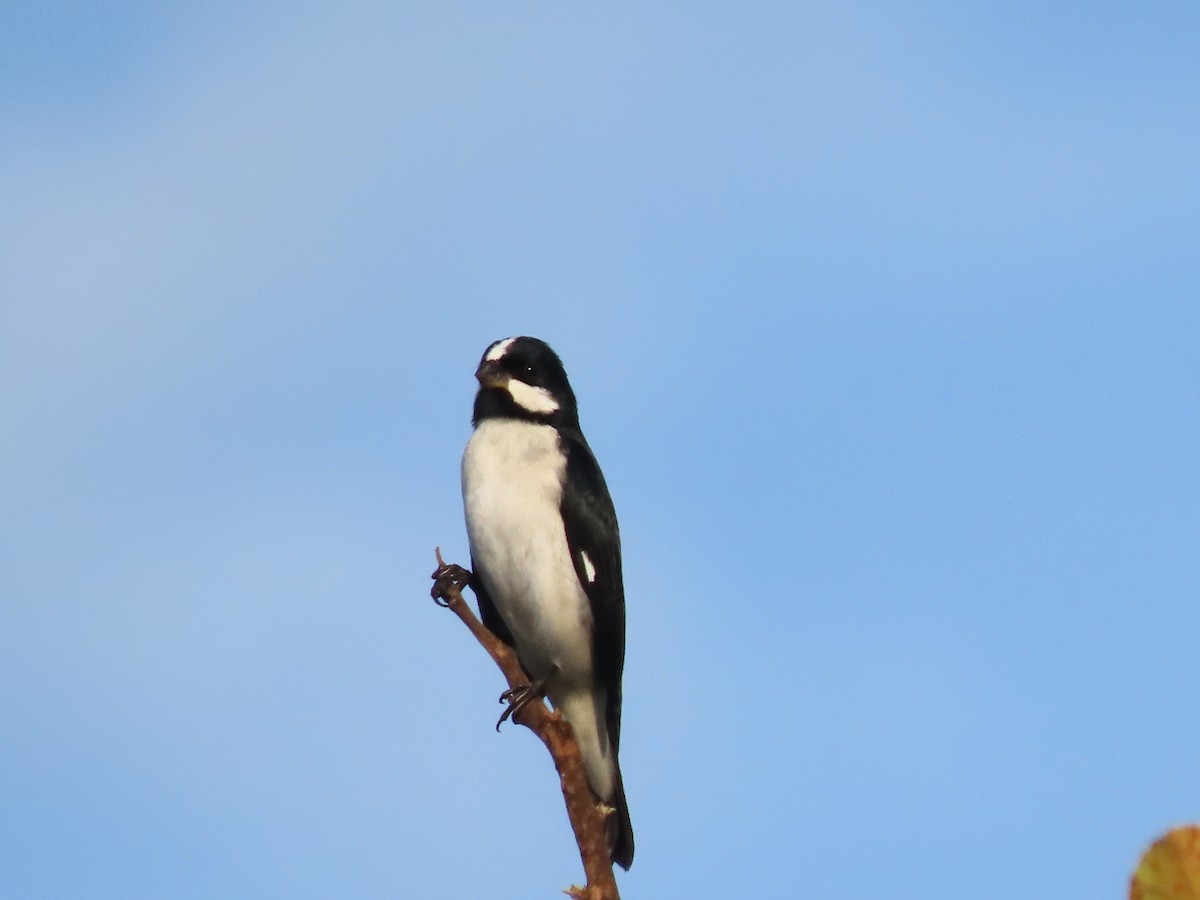 Lined Seedeater - ML642721626