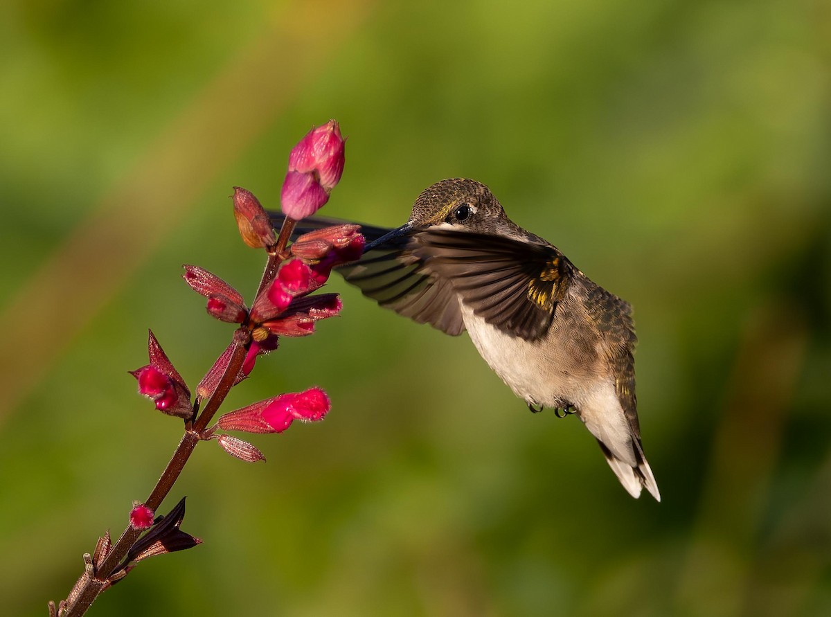 Ruby-throated Hummingbird - ML642721627