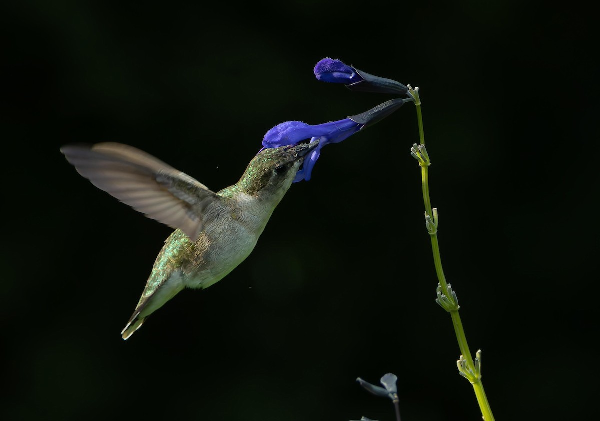 Ruby-throated Hummingbird - ML642721628