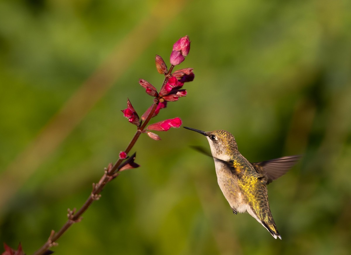 Ruby-throated Hummingbird - ML642721629