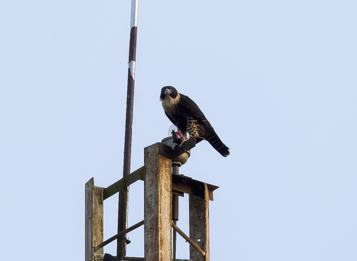 Orange-breasted Falcon - ML642721635