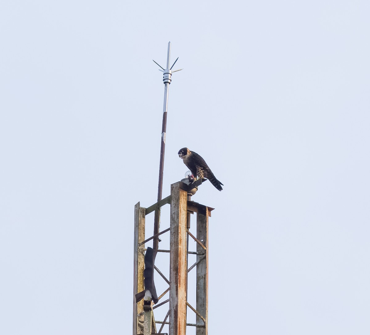 Orange-breasted Falcon - ML642721636