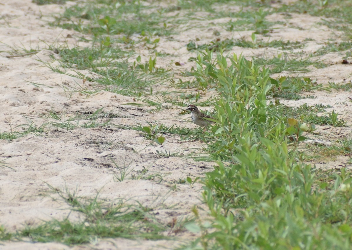 Lark Sparrow - ML642721651