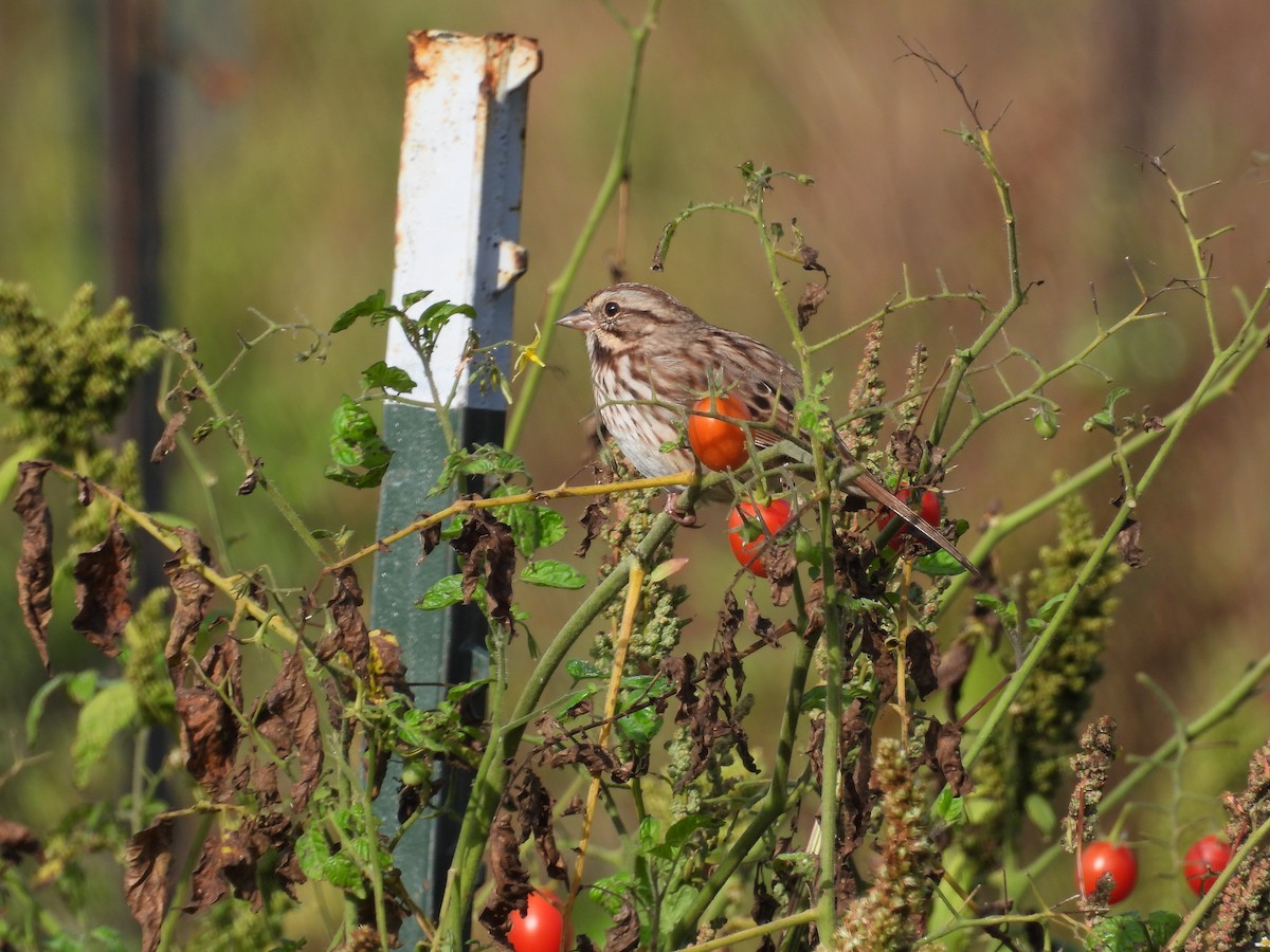 Song Sparrow - ML642721652